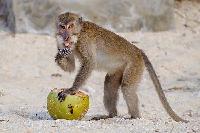 A monkey eating a discarded coconut on Atuh Beach, Nusa Penida, Indonesia.