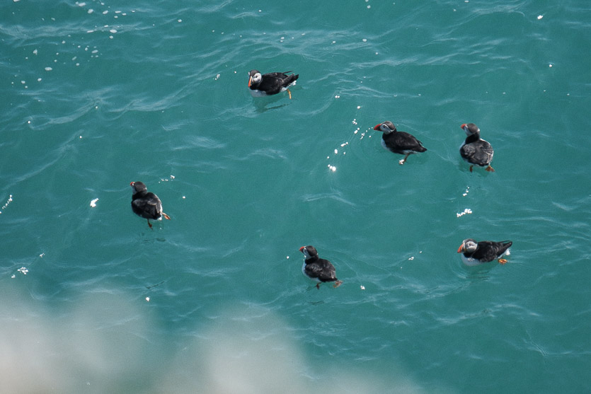 Puffins floating on the water in Herm