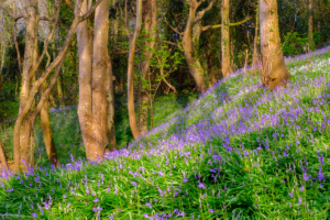 Bluebells carpet the ground at Bluebell Wood.