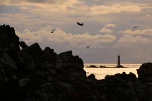 Silhouetted birds fly in front of Le Hanois Lighthouse at dusk.