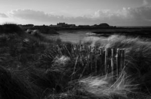 Black and white photo of a sand dune fence at Port Soif, Guernsey.