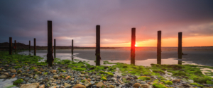 Sun sets behind wooden groynes on Vazon Bay at low tide.