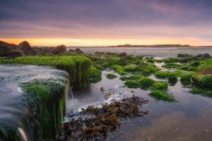 Seaweed covered outflow pipe on Vazon Bay at dusk.