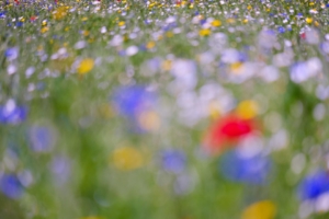 wildflower meadow abstract photo