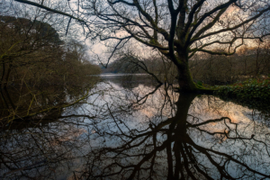 A tree reflects on the calm water of St Saviour reservoir.