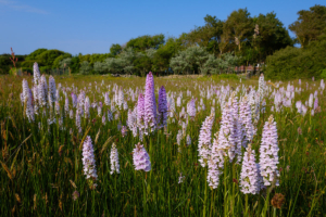 Wild Orchid field on the edge of L'Ancresse Common.