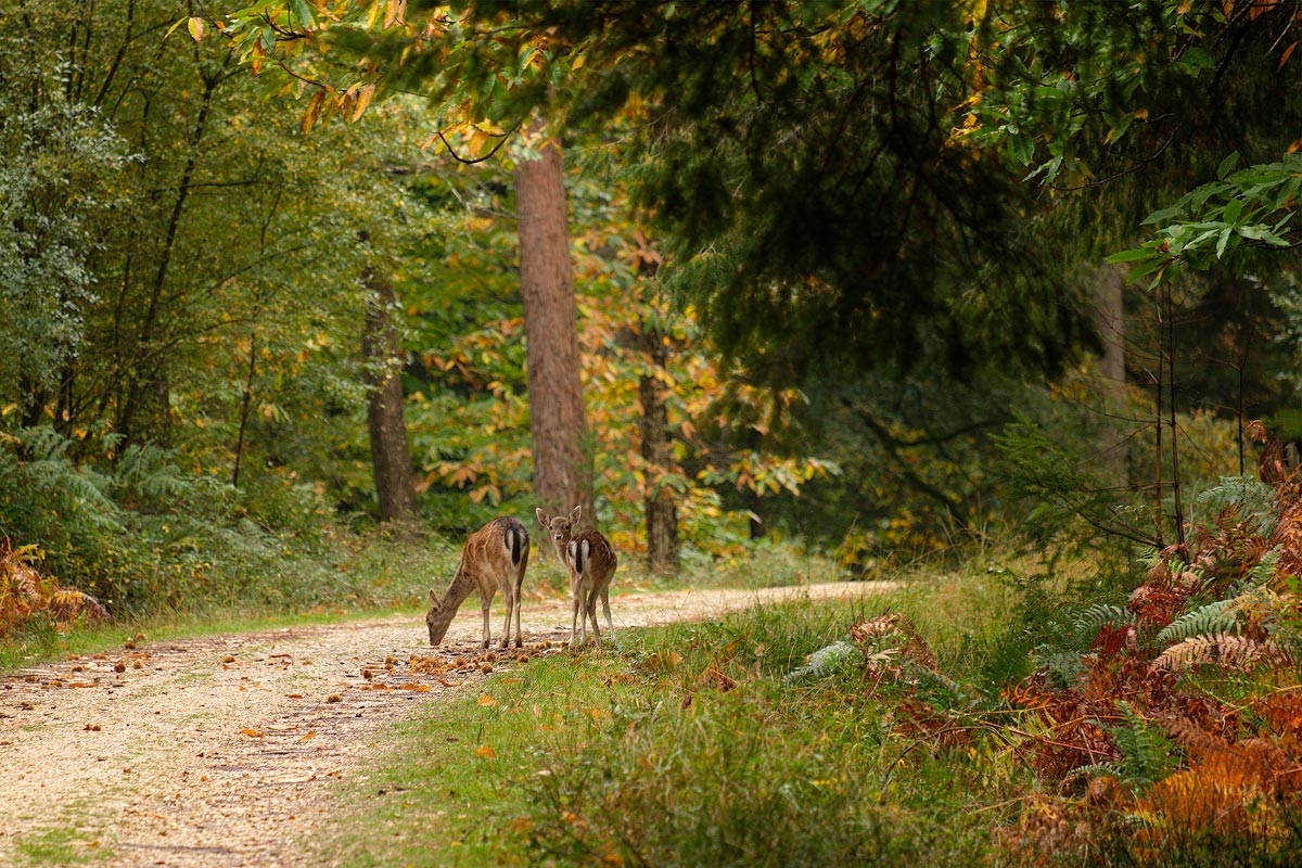 Two deer feeding on acorns in the New Forest, Hampshire.