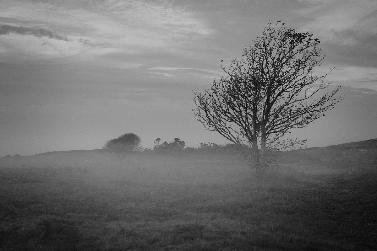 A low layer of ground fog surrounds a lone tree on L'Ancresse Common, Guernsey.