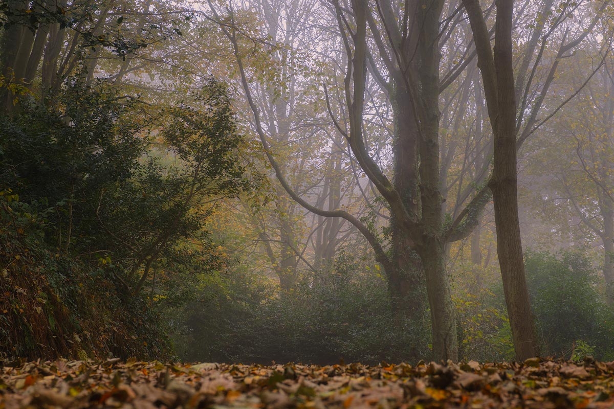 Warm fog shrouds the trees in this autumnal woodland scene.