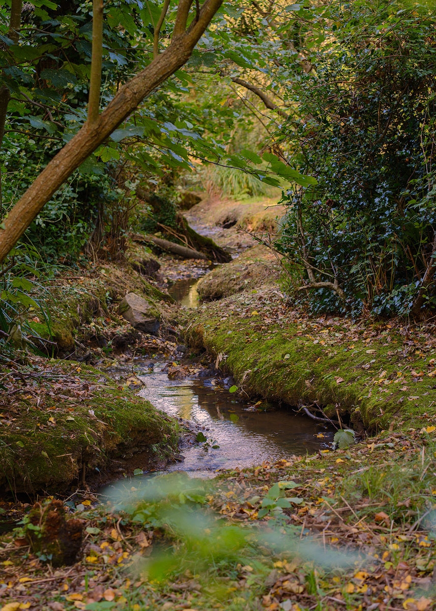 A stream meanders through the woodland at Silbe nature reserve, Guernsey.