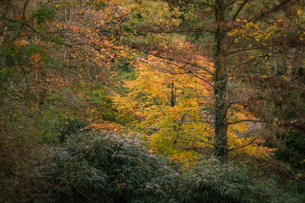 A tree with golden-yellow leaves stands out against the woodland at Fermain Valley, Guernsey.