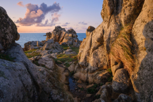 A tuft of grass nestled in dramatic rocks catches the evening light at sunset near Mont Cuet, L'Ancresse, Guernsey.