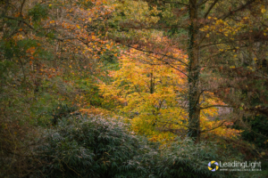 A tree with golden-yellow leaves stands out against the woodland at Fermain Valley, Guernsey.