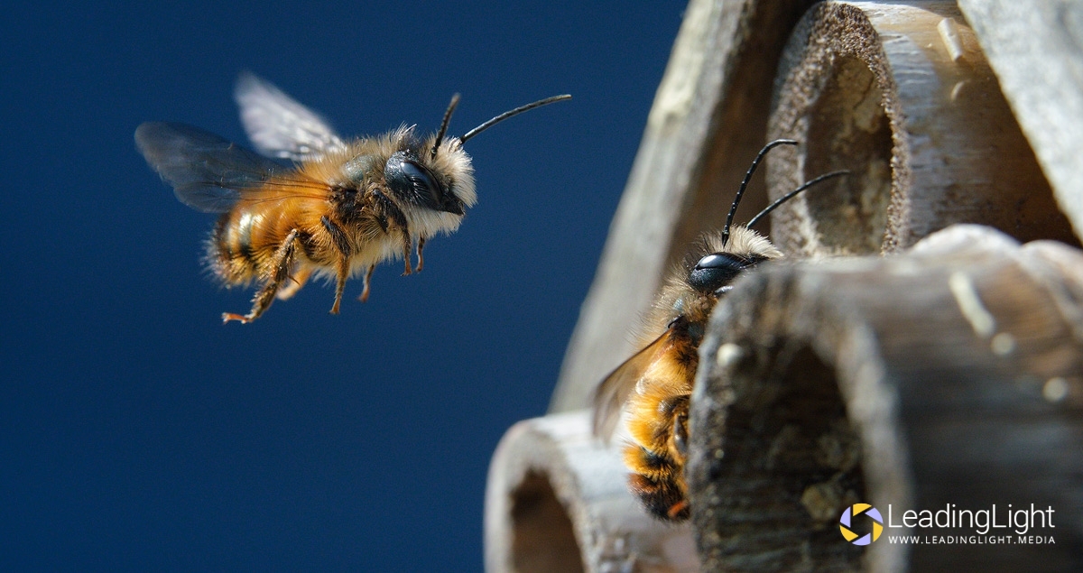 Two bees tend to a bamboo 'bee hotel' where they will later lay eggs.