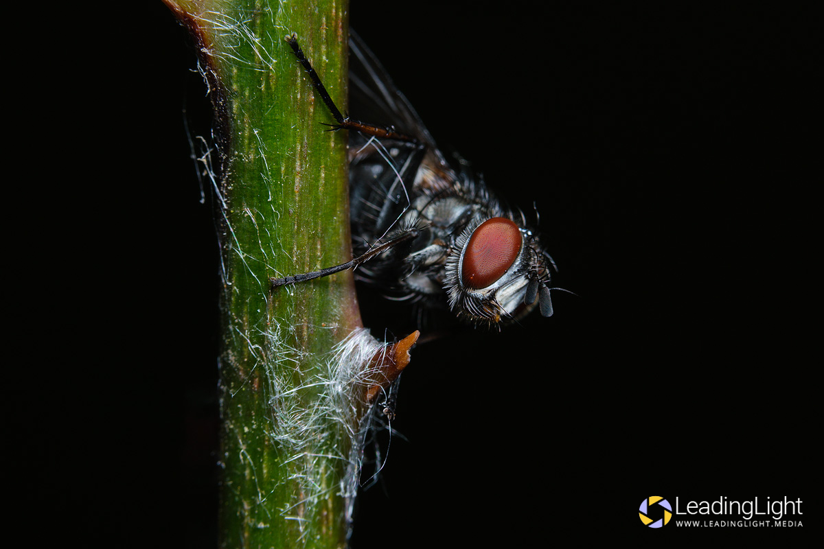 A black fly with red compound eyes rests on a green bramble.