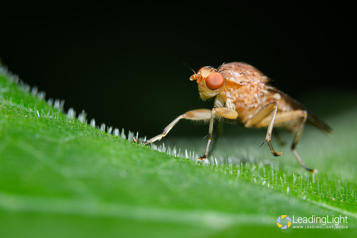 A brown fly steps across a green leaf.
