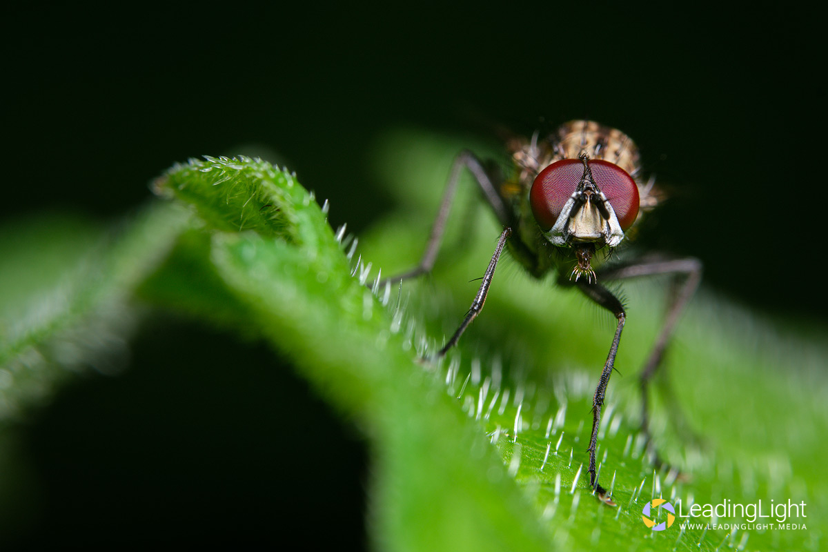 A fly with red compund eyes standing on a green leaf.