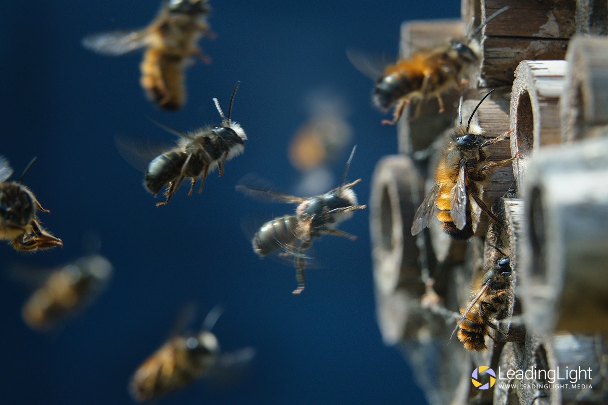 Bees tending to a 'bee hotel'