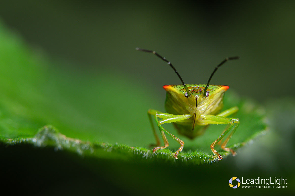 A shield bug poses for the camera