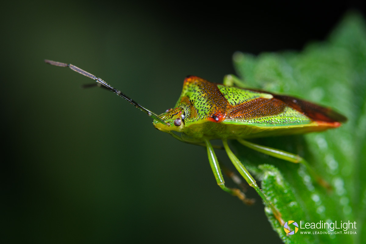 A shield bug poses for the camera